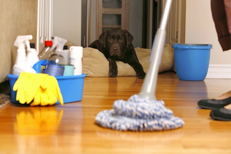 limpieza de la casa con mascotas