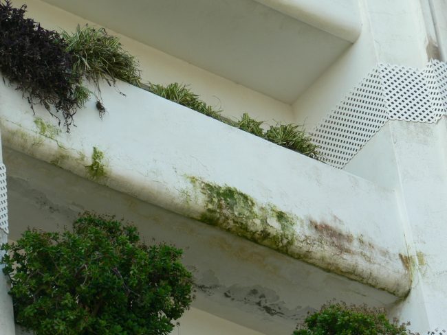 limpiar el moho de la fachada