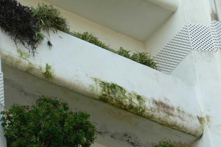 limpiar el moho de la fachada limpiar el moho de la fachada